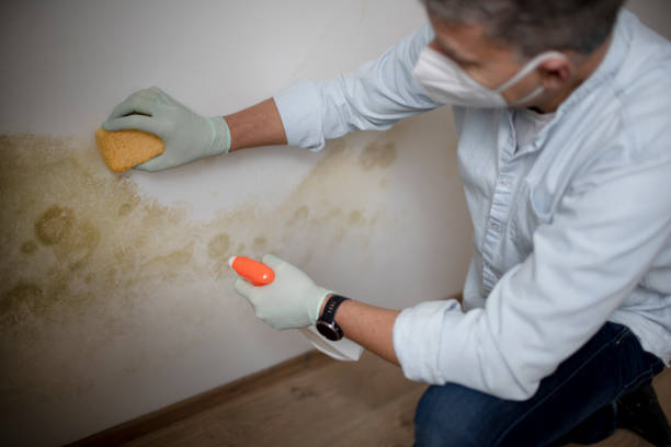 Best Professional Mold Removal  in Riverside, IA