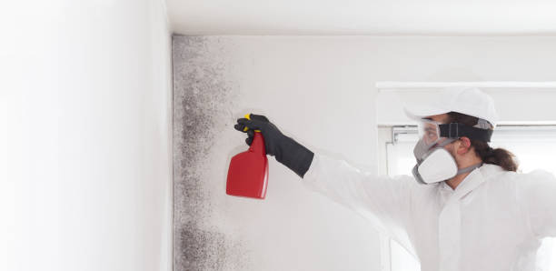 Best Local Mold Removal Service  in Riverside, IA