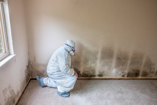 Best Toxic Mold Removal  in Riverside, IA