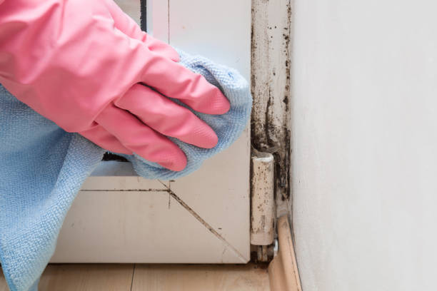 Home Mold Removal in Riverside, IA